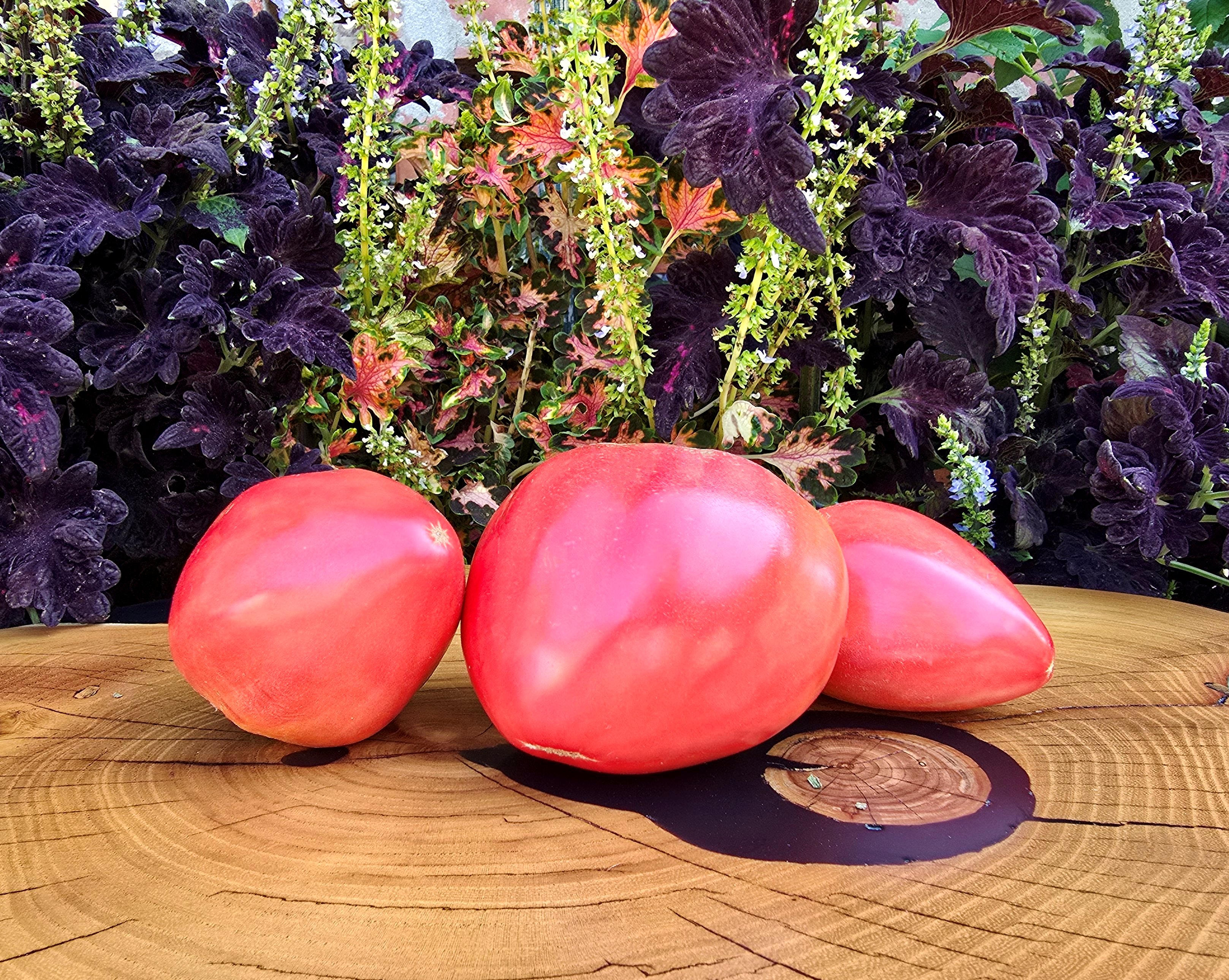 Pink Tomatoes: HIDDEN TREASURES OF A TIMELESS Tomato